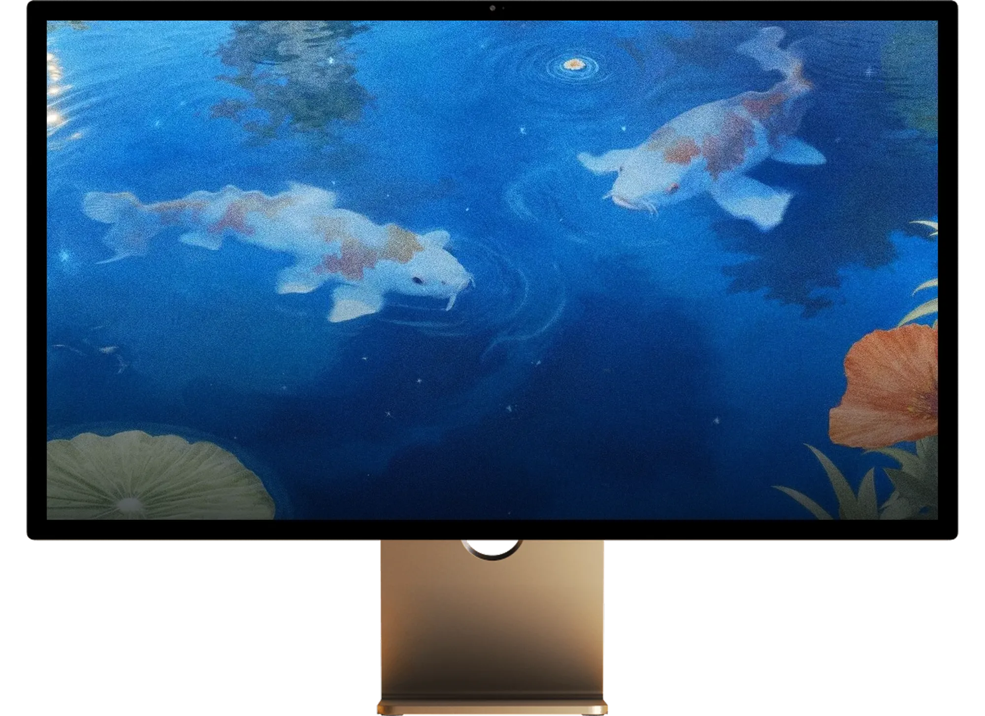 Two koi gliding through still blue water on a studio display